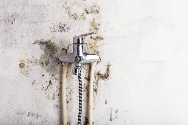 Best Mold Removal Company Near Me  in Fort Knox, KY