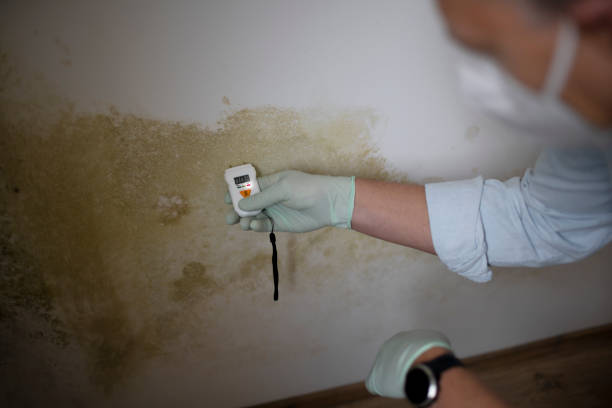 Best Certified Mold Removal  in Fort Knox, KY